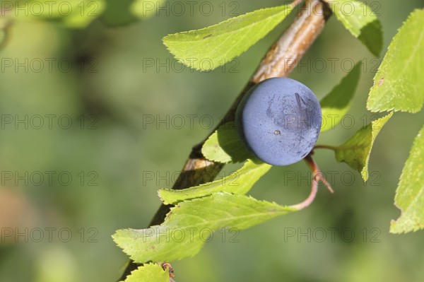 Blackthorn (Prunus spinosa), branch with ripe fruit, autumn, Wilnsdorf, North Rhine-Westphalia,