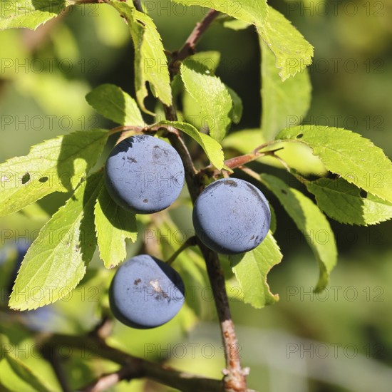 Blackthorn (Prunus spinosa), branch with ripe fruit, autumn, Wilnsdorf, North Rhine-Westphalia,