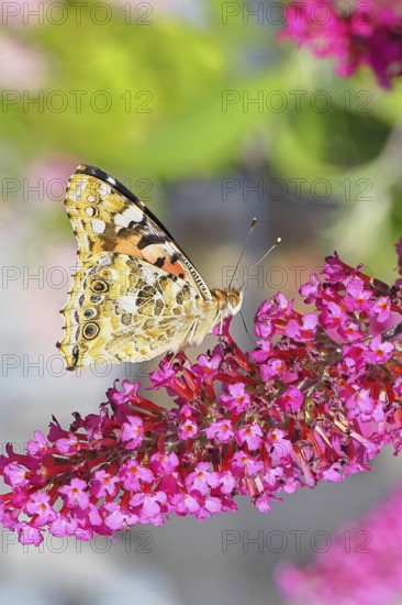 Thistle butterfly (Vanessa cardui) on a Buddleja davidii flower, wings closed, underside of wings,