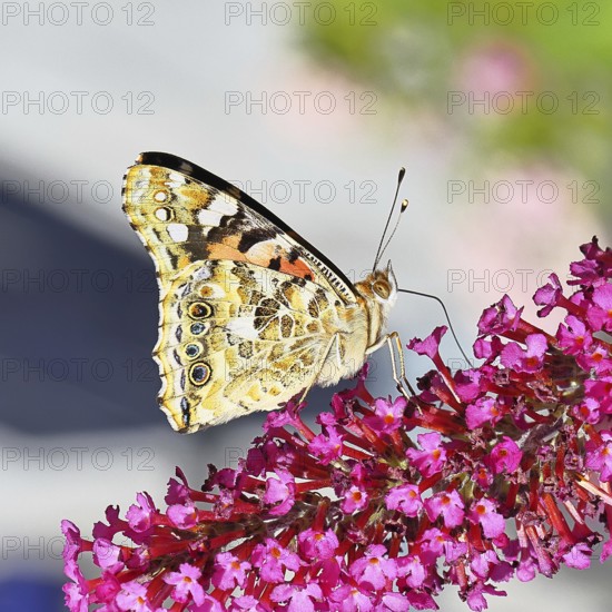 Thistle butterfly (Vanessa cardui) on a Buddleja davidii flower, wings closed, underside of wings,