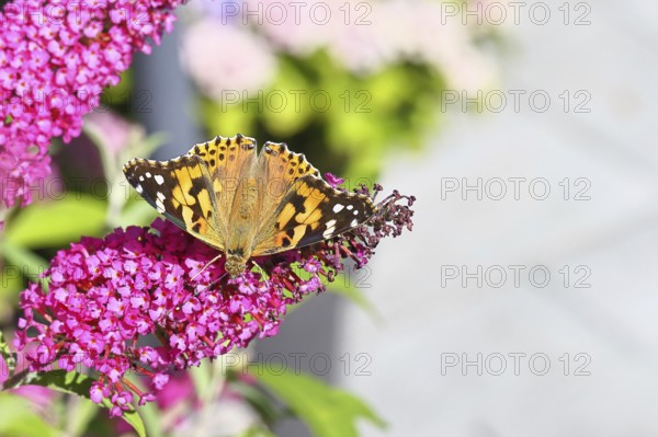 Thistle butterfly (Vanessa cardui) on a Buddleja davidii flower, Wilnsdorf, North Rhine-Westphalia,