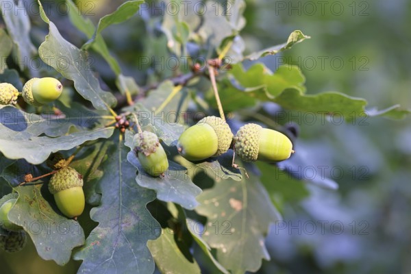 Acorns and leaves of the English oak (Quercus robur), autumn, Wilnsdorf, North Rhine-Westphalia,