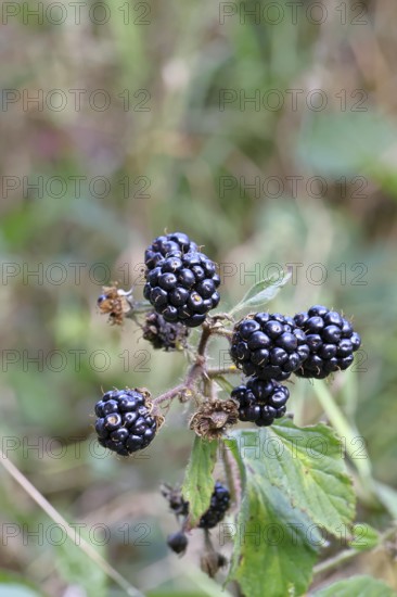 Blackberries (Rubus fruticosus), ripe fruit on a bush in a forest, Wilnsdorf, North