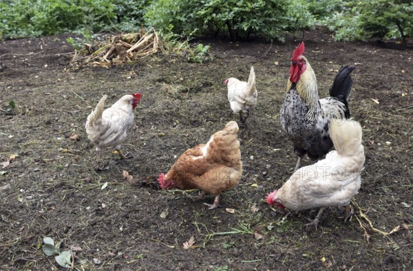 Domestic cock, rooster (Gallus gallus domesticus) and hens, chickens foraging in a free-range