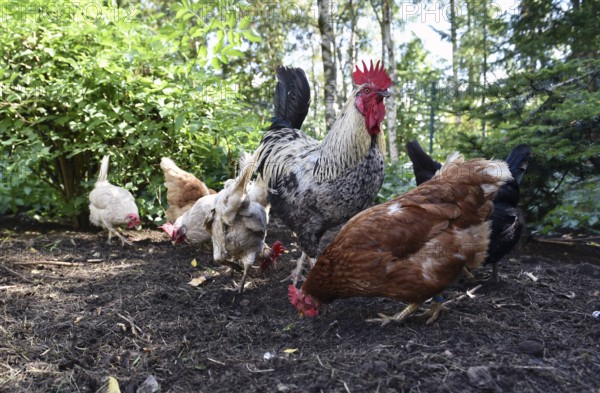 Domestic cock, rooster (Gallus gallus domesticus) and hens, chickens foraging in a free-range