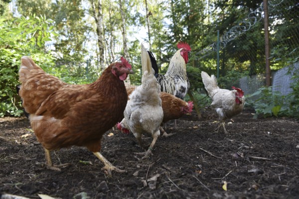 Domestic cock, rooster (Gallus gallus domesticus) and hens, chickens foraging in a free-range