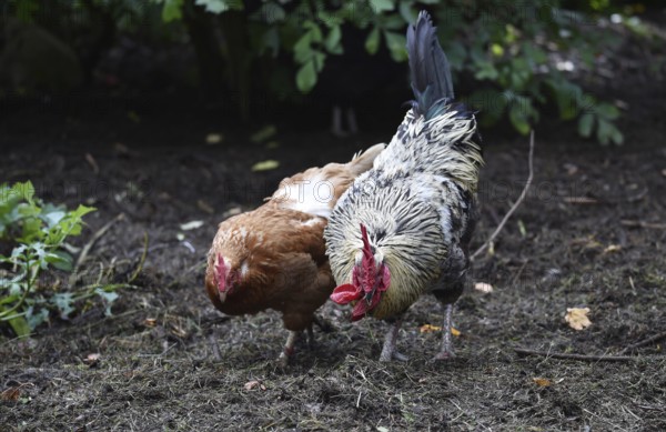 Domestic cock, rooster (Gallus gallus domesticus) and hens, chickens foraging in a free-range