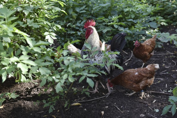 Domestic cock, rooster (Gallus gallus domesticus) and hens, chickens foraging in a free-range