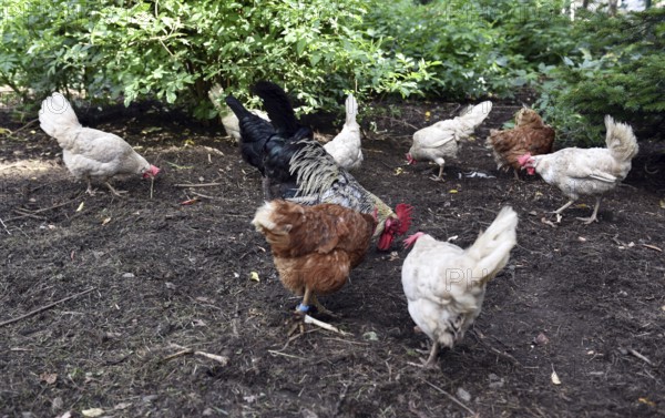 Domestic cock, rooster (Gallus gallus domesticus) and hens, chickens foraging in a free-range