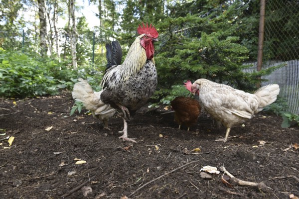 Domestic cock, rooster (Gallus gallus domesticus) and hens, chickens foraging in a free-range