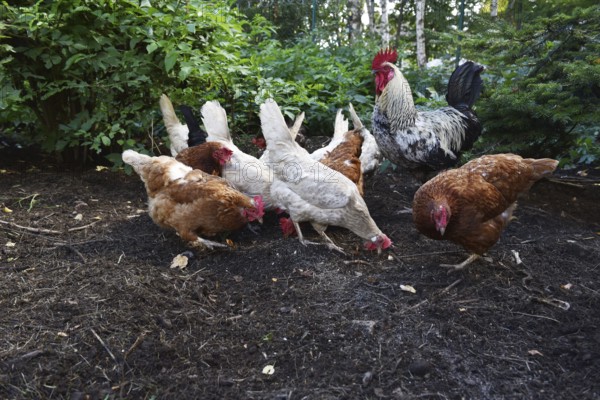 Domestic cock, rooster (Gallus gallus domesticus) and hens, chickens foraging in a free-range
