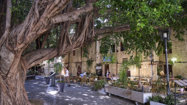 Oasi Restaurant, Cosy cafe under a big tree with relaxed people, Turkish Quarter, Rhodes Old Town,