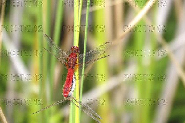Scarlet Dragonfly, summer, Germany