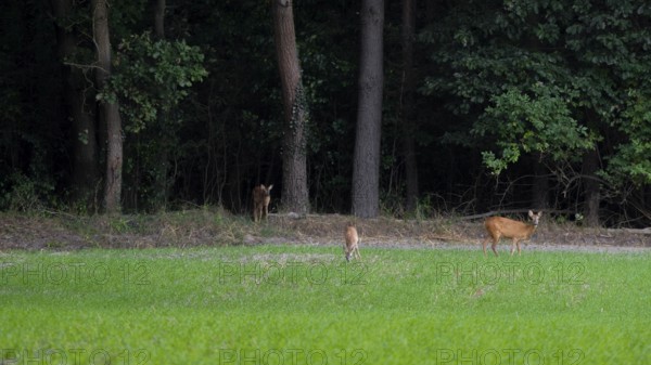 Deer standing in a field at the edge of the Wad, Neustadt am Rübenberge, Hanover, Lower Saxony,