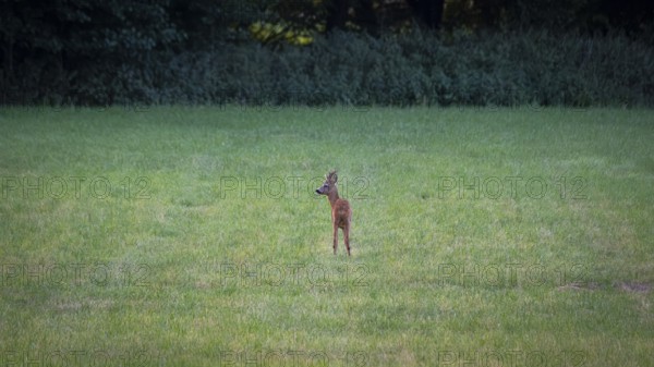 Photograph of a roebuck standing in a meadow looking to the left, Neustadt am Rübenberge, Hanover,