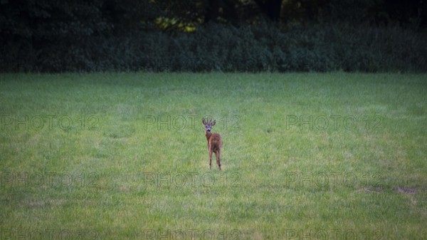 Photograph of a roebuck looking back standing in a meadow, Neustadt am Rübenberge, Hanover, Lower