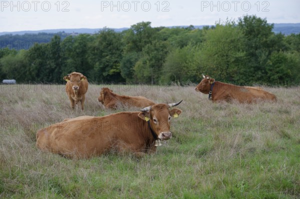 Farm animals with cowbell, bell, tradition, cultural landscape, agriculture, cattle breed, cattle,