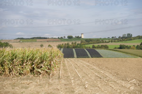 Arable farming near Untermünkheim, corn field, corn field, Kocher valley, Kocher, Hohenlohe,