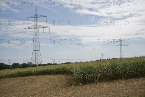 Arable farming near Untermünkheim, maize field, maize, maize field, tradition, cultural landscape,