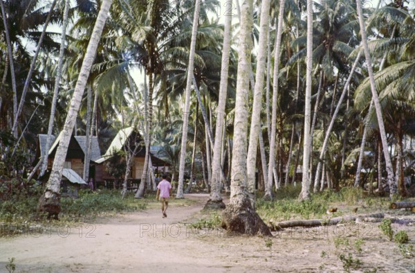 Traditional village houses in coconut palm trees, Malacca or Melaka, Malaya, Malaysia, south east