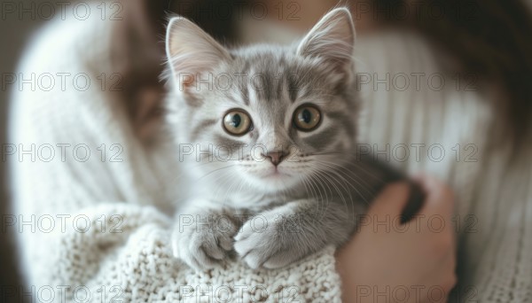 Woman At Home Snuggling With Gray Tabby Cute Kitten: A Heartwarming Moment Exploring The Bond