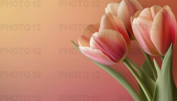Realistic Tulips For Celebrating International Women'S Day: A Versatile Template For Posters,