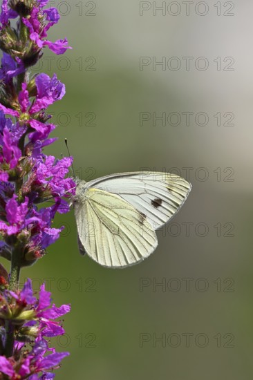 A Cabbage butterfly (Pieris brassicae) sucking nectar on the flower of the purple loosestrife
