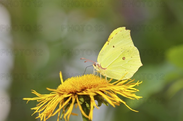 Lemon butterfly (Gonepteryx rhamny) on a yellow flower of a Great Telekie (Telekia speciosa),