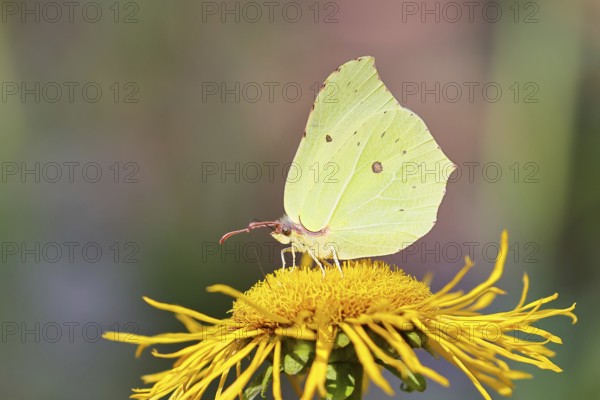 Lemon butterfly (Gonepteryx rhamny) on a yellow flower of a Great Telekie (Telekia speciosa),