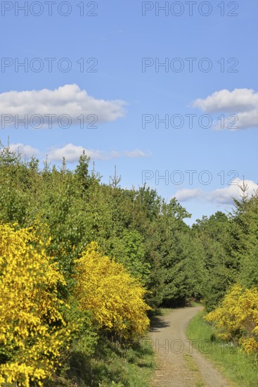 Forest path with yellow flowering broom, common broom (Cytisus scoparius), at the wayside and blue