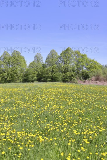 Spring meadow, with flowering dandelion (Taraxacum officinale), forest, blue sky, Wilnsdorf, North