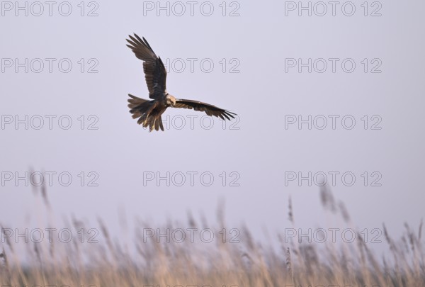 Calling female marsh harrier (Circus aeruginosus) in flight over reeds, Texel, North Holland,