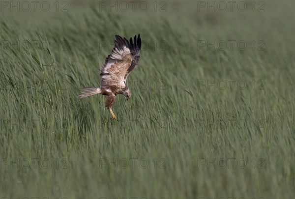 Male marsh harrier (Circus aeruginosus) in shaking flight over green reeds, Texel, North Holland,