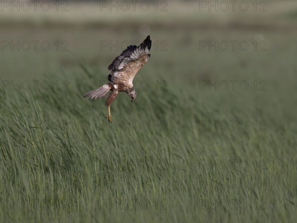 Male marsh harrier (Circus aeruginosus) in shaking flight over green reeds, Texel, North Holland,