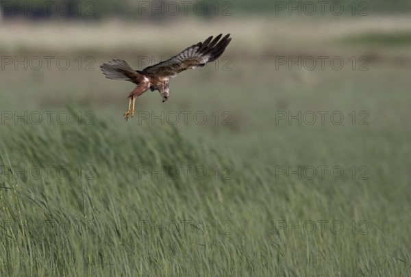 Male marsh harrier (Circus aeruginosus) in shaking flight over green reeds, Texel, North Holland,