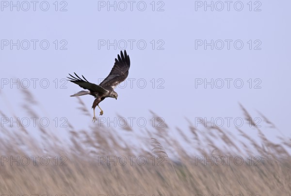 Male marsh harrier (Circus aeruginosus) with prey in the catch flies over reeds, Texel, North