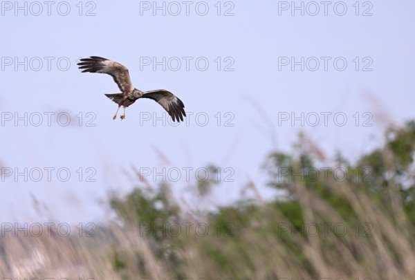 Male marsh harrier (Circus aeruginosus) with prey in the catch flies over reeds, Texel, North
