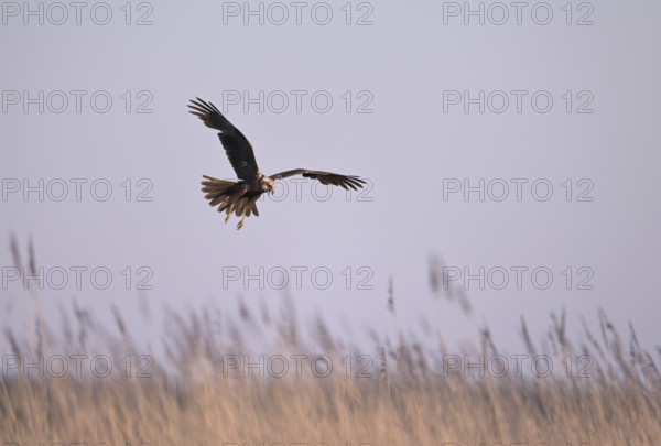 Calling female marsh harrier (Circus aeruginosus) in flight over reeds, Texel, North Holland,