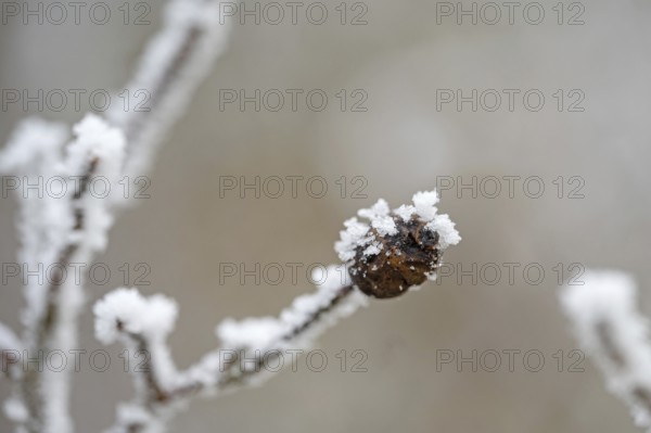 Brown shrivelled rosehip with ice crystals in winter, close-up with bokeh, still life, Erfurt,