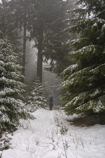 Hiking in a gloomy forest in winter in the Ore Mountains, spruces and snow, Oberwiesenthal, Saxony,