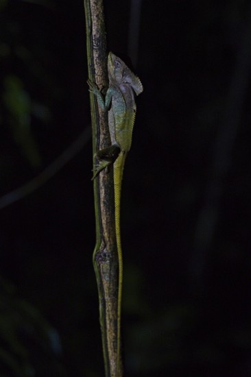 Helmeted Basiliscus in a rainforest in Costa Rica, Basiliscus, Basiliscus basiliscus, night shot