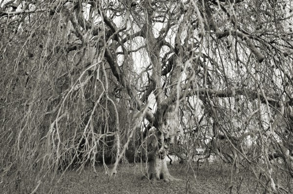 Black and white picture of a hanging copper beech with many tangled branches, looks eerie, Fagus