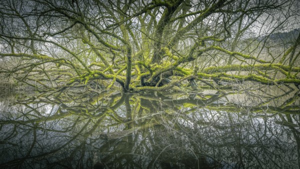 Moss-covered tree with reflective branches on calm water, Bodman, Lake Constance,