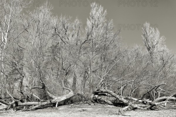 Fallen and bare trees in winter in a gloomy black and white picture, Immenstaad on Lake Constance,