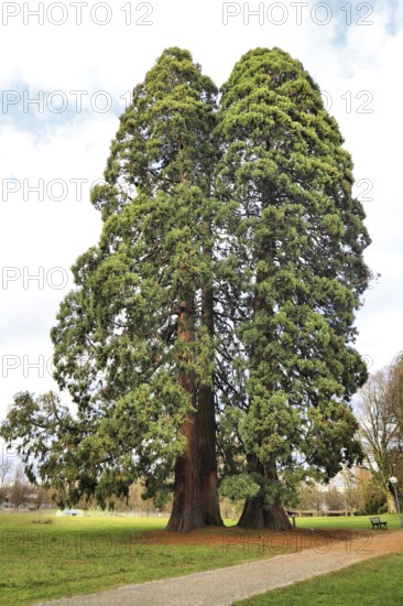 Two tall, green sequoia trees in a park with a clear sky in the background, emphasising peace and