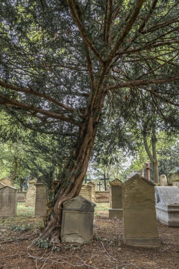 An old yew tree stands in a cemetery, surrounded by gravestones and nature in a quiet, sombre