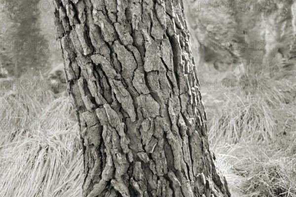 Close-up of the bark of a pine tree with detailed texture in a monochrome image, Pinus halepensis,