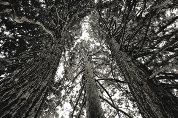 Three towering sequoia trees in a dramatic black and white photograph reaching upwards into the
