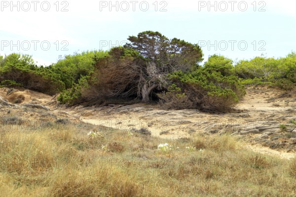 A solitary, stunted pine tree on sandy soil in a dry, coastal environment, Pinus halepensis,