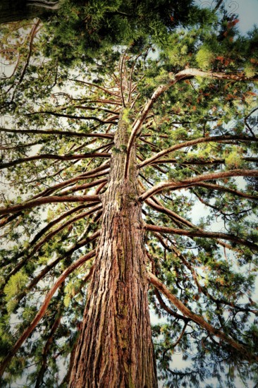 Top view of a large sequoia tree, showing branches and needles, Sequoiadendron giganteum (Lindl.) J